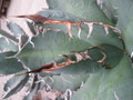 agave titanota weiss 7706