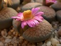 lithops verrucosa gelb rosa 09