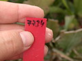 eh medallie d or falsch 7734 577