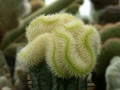 euphorbia susannae aurea cristata 01