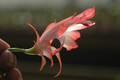 schlumbergera coral cascade 8208