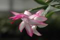 schlumbergera bristol queen 8172