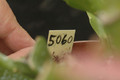 eh frau adelheid nicolai 5060 04
