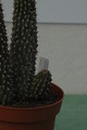 hoodia gordonii 09a