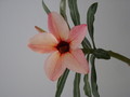 adenium hybr the peach005