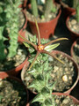 caralluma wissmannii yemen4