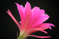 eh satin doll 8918 6737