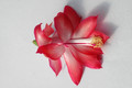 schlumbergera mac 8180