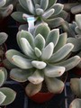 echeveria leucotricha01