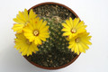 parodia gracilis aff 9877