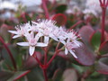 crassula ovata 9827