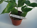 hoya polyneura ipps0153 5015