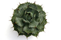 agave verschaffeltii 0390