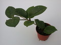 hoya carnosa motoskei 1419