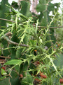 euphorbia stenoclada