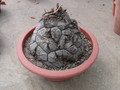 dioscorea elephantipes 5446