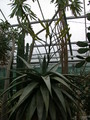 aloe marlothii 9048