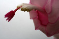 schlumbergera pastel 6398