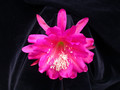 eh rose of lancaster 8790 03