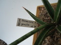 sansevieria gracile 4777