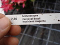 schlumbergera carneval brazil 1587