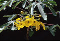 uncarina decaryi