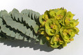 euphorbia myrsionites 6780