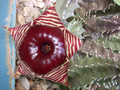 huernia zebrina magnifica 01