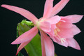 eh roseus superbus 8810 4819