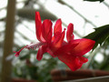 schlumbergera thor olga 05