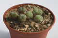 conophytum uvaeforme vanrhynsdorp 2935