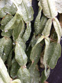 schlumbergera russelliana intermediär 01w
