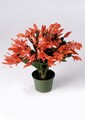schlumbergera thor alice
