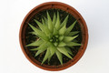 haworthia marumiana graaf reinet 7265