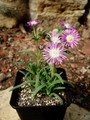 delosperma floribundum mg1475 63