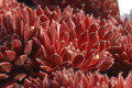 sempervivum arachnoideum rote selektion 1381