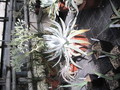 dudleya brittonii 6056