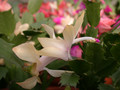 schlumbergera gold charme 03