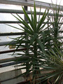 yucca elephanthopus1