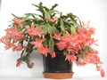 schlumbergera christmas fantasy 7694
