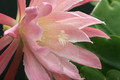 eh lovely lady 758 3194