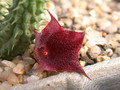 huernia angolensis03