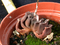 haworthia truncata 03