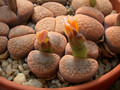 lithops aucampiae koelemannii c16 03