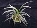 ophiopogon planiscapus nigrescens 01