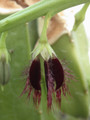 carralluma subulta rh291 02