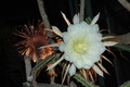 selenicereus grandiflorus koenigin 2006 05 9752