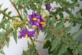 solanum quitoense 0349