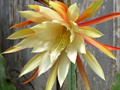 eh ruby snowflake 8891 1098