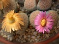 lithops verrucosa gelb rosa 04